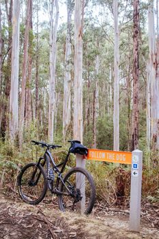 Forrest, Australia - April 23 2016: The popular Forrest mountain bike park in Great Otway National Park in Victoria, Australia