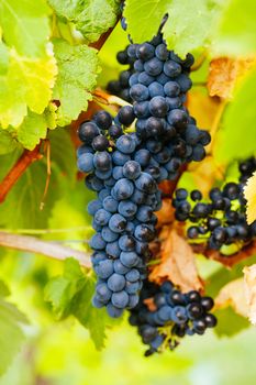 Ripe Pinot Noir Grapes in late harvest at a winery in Yarra Valley, Victoria, Australia