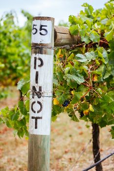 Signage for Pinot Noir grapes in a vineyard at late harvest in Yarra Valley, Australia