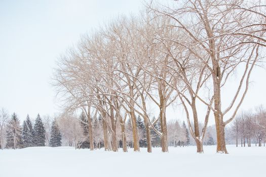 Island Park in Downtown Fargo covered in snow after a storm in North Dakota, USA