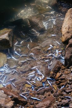 Millions of sardines die in Redondo Beach, California, USA