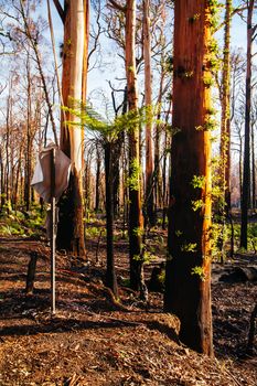 Devastated flora and fauna on theroad to Lake Mountain ski resort after 2009 Black Saturday bushfires near Marysville, Victoria, Australia