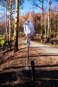 Devastated flora and fauna on theroad to Lake Mountain ski resort after 2009 Black Saturday bushfires near Marysville, Victoria, Australia