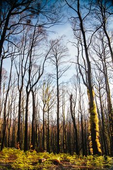 Devastated flora and fauna on theroad to Lake Mountain ski resort after 2009 Black Saturday bushfires near Marysville, Victoria, Australia