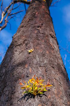 Devastated flora and fauna on theroad to Lake Mountain ski resort after 2009 Black Saturday bushfires near Marysville, Victoria, Australia