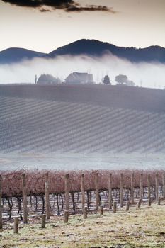 The winter sun rises on a cold misty and frosty morning in the Yarra Valley, Victoria, Australia