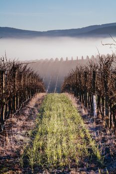 The winter sun rises on a cold misty and frosty morning in the Yarra Valley, Victoria, Australia