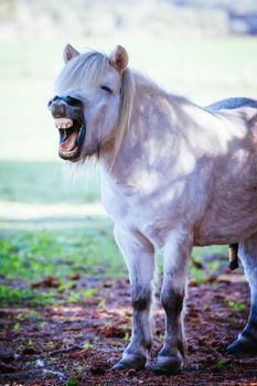 A shetland pony yawns at a farm in New South Wales, Australia