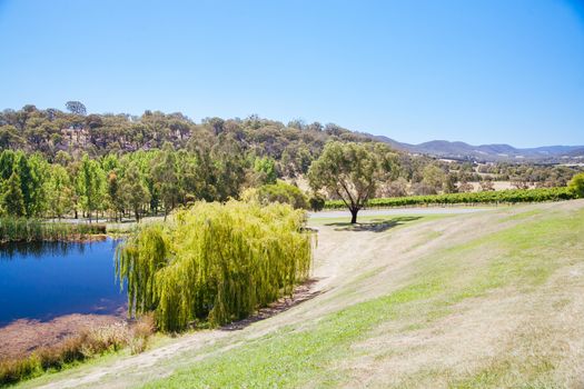 Tarrawarra vines in the Yarra Valley, Victoria, Australia