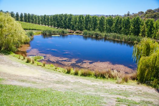 Tarrawarra vines in the Yarra Valley, Victoria, Australia