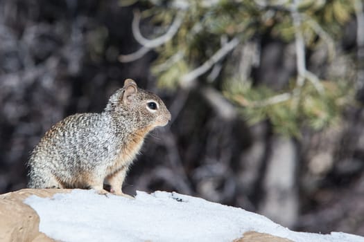 Wild squirrel at the South Rim in the snow at Grand Canyon, Arizona, USA