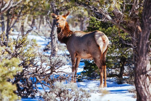 A wild mule deer wanders around the South Rim at the Grand Canyon, Arizona, USA