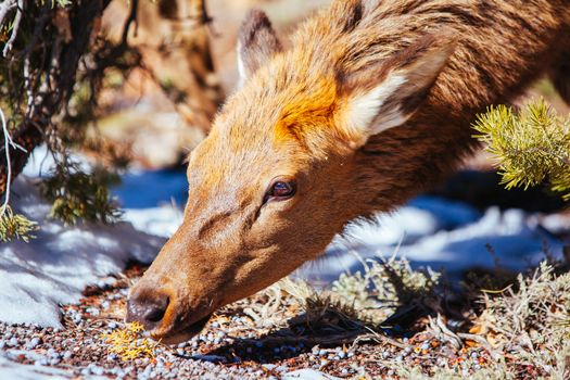 A wild mule deer wanders around the South Rim at the Grand Canyon, Arizona, USA