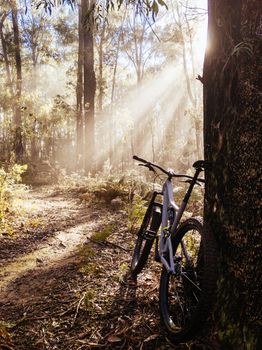 The popular Buxton mountain bike park in Black Range State forest near Marysville in Victoria, Australia