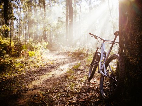 The popular Buxton mountain bike park in Black Range State forest near Marysville in Victoria, Australia