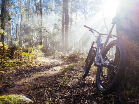 The popular Buxton mountain bike park in Black Range State forest near Marysville in Victoria, Australia