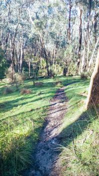 The popular Smiths Gully trails near Melbourne in Victoria, Australia
