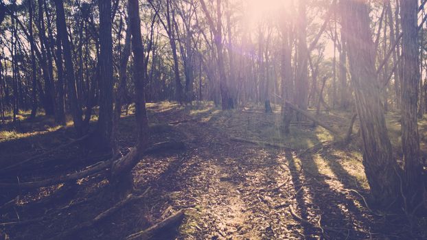 The popular Smiths Gully trails near Melbourne in Victoria, Australia