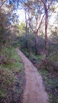 The popular Smiths Gully trails near Melbourne in Victoria, Australia