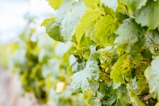 Young vines early in the season on a warm spring day in Harcourt, Victoria, Australia