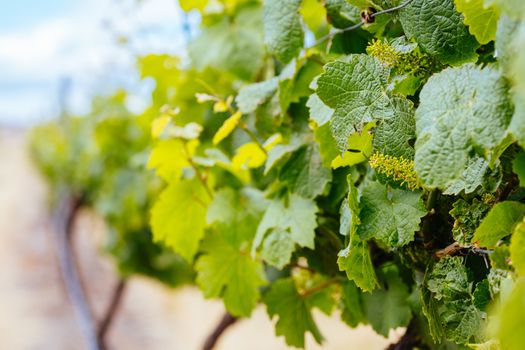 Young vines early in the season on a warm spring day in Harcourt, Victoria, Australia