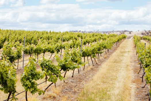 Young vines early in the season on a warm spring day in Harcourt, Victoria, Australia