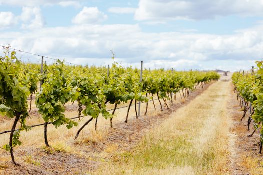 Young vines early in the season on a warm spring day in Harcourt, Victoria, Australia
