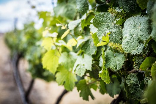 Young vines early in the season on a warm spring day in Harcourt, Victoria, Australia