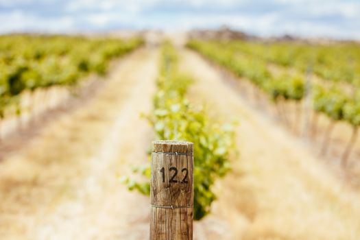 Young vines early in the season on a warm spring day in Harcourt, Victoria, Australia