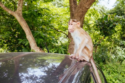 Wild monkeys intimidate visitors at Kanheri Caves within Sanjay Gandhi National Park in northern Mumbai in India