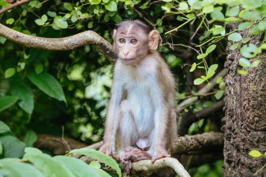 Wild monkeys intimidate visitors at Kanheri Caves within Sanjay Gandhi National Park in northern Mumbai in India