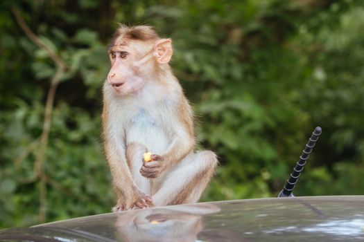 Wild monkeys intimidate visitors at Kanheri Caves within Sanjay Gandhi National Park in northern Mumbai in India