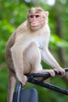 Wild monkeys intimidate visitors at Kanheri Caves within Sanjay Gandhi National Park in northern Mumbai in India