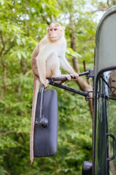 Wild monkeys intimidate visitors at Kanheri Caves within Sanjay Gandhi National Park in northern Mumbai in India