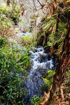 The volcanic and fascinating landscape of Wairakei Natural Thermal Valley near Taupo in New Zealand