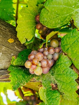 Grape vines close to harvest on a sunny day on the Mornington Peninsula in Victoria, Australia