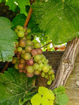 Grape vines close to harvest on a sunny day on the Mornington Peninsula in Victoria, Australia