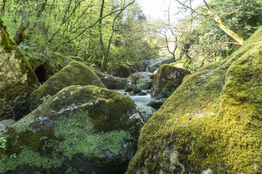 river of fosso castello in soriano nel cimino viterbo in the wood