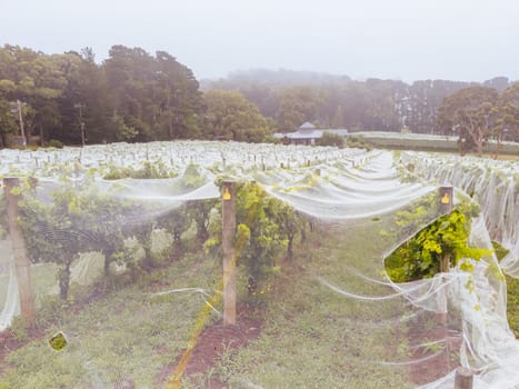 Grape vines close to harvest on a rainy day on the Mornington Peninsula in Victoria, Australia