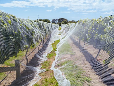 Grape vines close to harvest on a sunny day on the Mornington Peninsula in Victoria, Australia