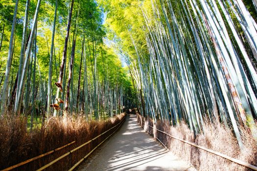 Arashiyama Bamboo Forest early in the morning in Kyoto Japan