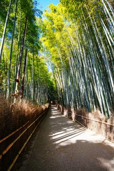 Arashiyama Bamboo Forest early in the morning in Kyoto Japan