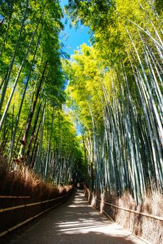 Arashiyama Bamboo Forest early in the morning in Kyoto Japan