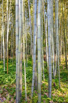 Arashiyama Bamboo Forest early in the morning in Kyoto Japan