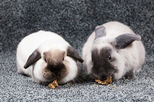 A beautiful pair of lop rabbits eating against an isolated background.