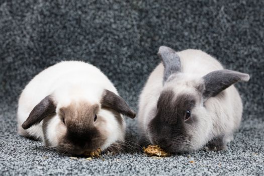 A beautiful pair of lop rabbits eating against an isolated background.