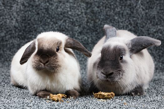 A beautiful pair of lop rabbits eating against an isolated background.