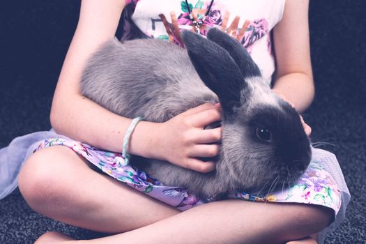 A beautiful lop rabbit being held by a young girl in a home environment