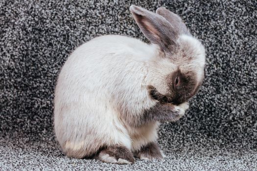 A beautiful lop rabbit against an isolated background.