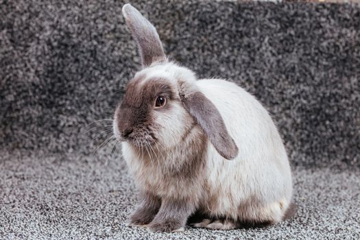 A beautiful lop rabbit against an isolated background.